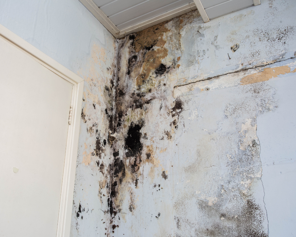 drastic mould